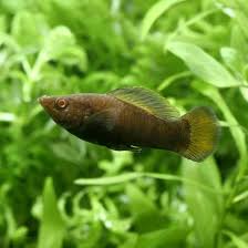 Chocolate Lyretail Molly