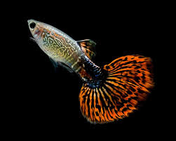 Red Varigated Guppy - Male