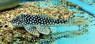 Sunshine Pleco (L014) – Approx. 13cm