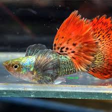 Red Grass Guppys - Males only