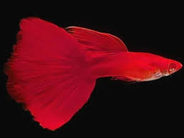 Albino Full Red Guppys - Males only