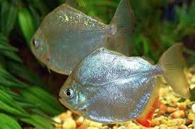 Sliver Dollar Tetra