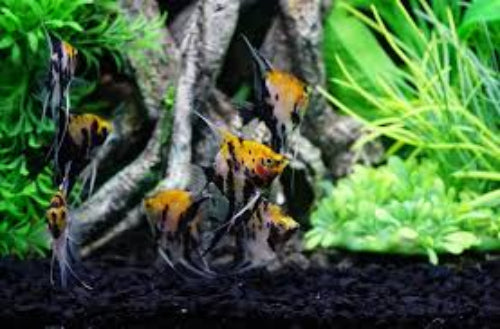 Koi Angel (Pterophyllum scalare)