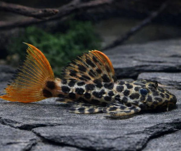 Leopard Cactus Pleco (Pseudacanthicus leopardus)