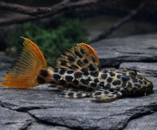 Leopard Cactus Pleco (Pseudacanthicus leopardus)