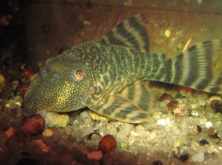 L226 Iquitos Tiger Pleco (Panaqolus changae)