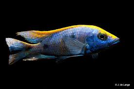 Lithobates Cichlid 6-8 cm - NZ Breed