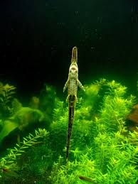 Long Nose Farlowella Twig Catfish