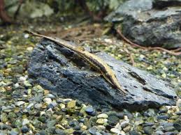 Long Nose Farlowella Twig Catfish