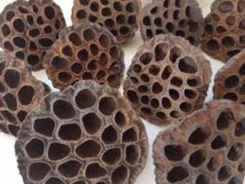 Lotus Pods Botanicals