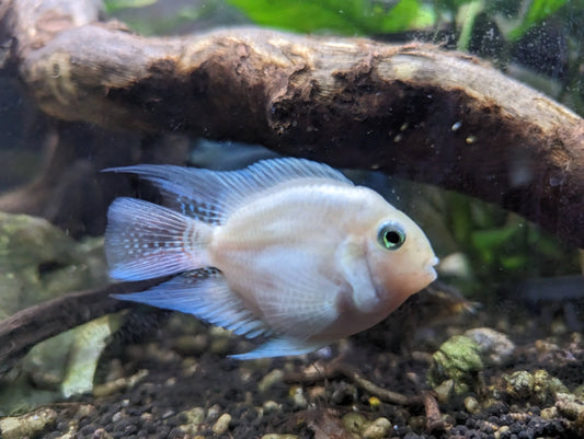 Platinum Parrot