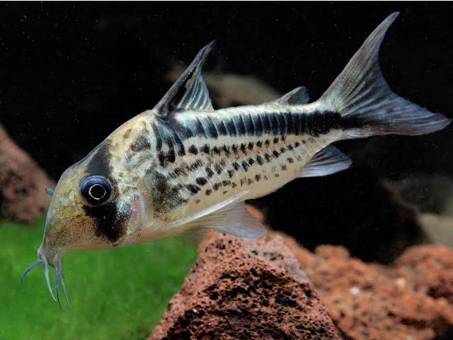 loxozonus Corydoras