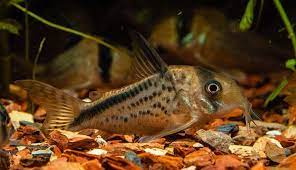 loxozonus Corydoras