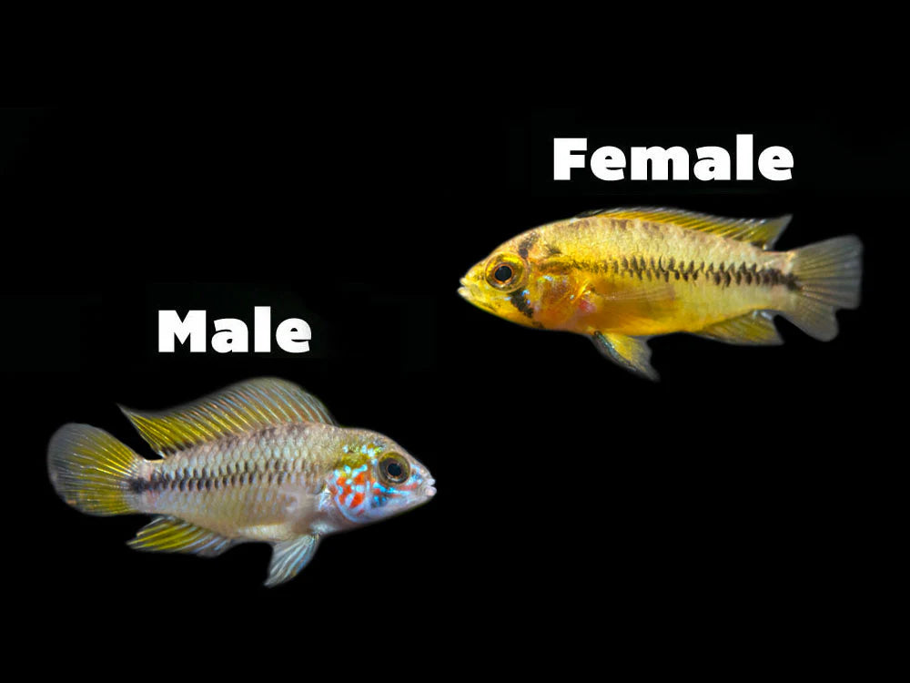 Borelli Dwarf Cichlid Apistogramma Borellii Pair 1m 1F Top Fin Borelli Dwarf Cichlid Apistogramma Borellii Pair 1m 1F Top Fin
