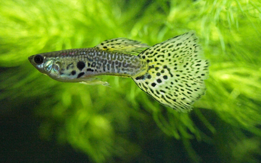 Leopard Tail Guppy - Male