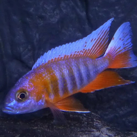 Jacobfreibergi Cichlid - NZ Breed