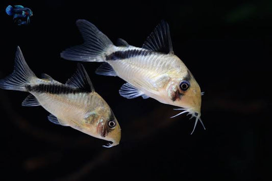 Melini Corydoras (Corydoras melini)