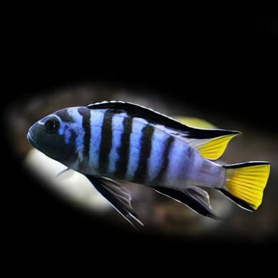 Mpanga African Cichlid (Pseudotropheus sp. “elongatus Mpanga”)