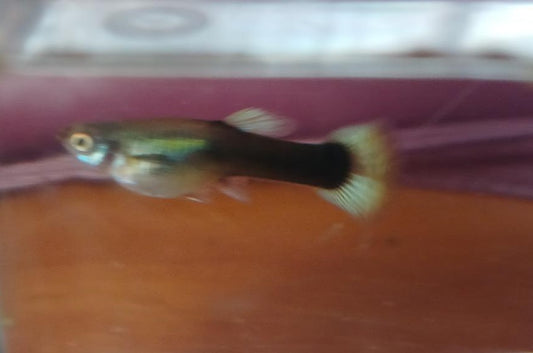 Green Neon Guppy - Female - Home Bred