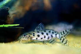 Synodontis Ocellated Catfish – Wild Caught