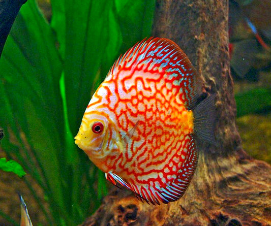 Orange Checker Board Discus