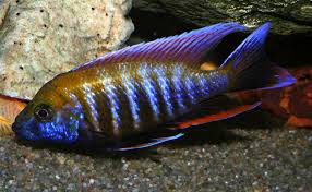 Otter Point African Cichlid - 12-15CM - NZ Breed