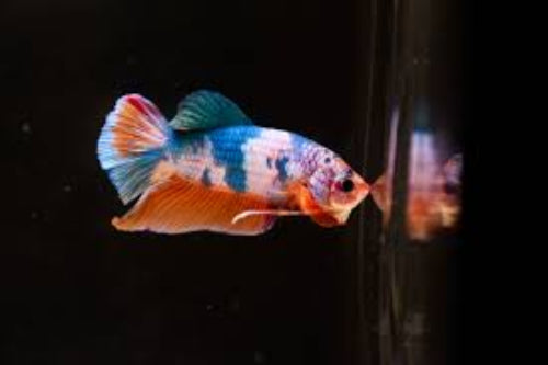 Painted Plakat Betta - Male