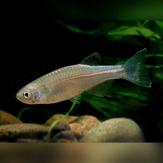 Pearl Danios (Danio albolineatus)