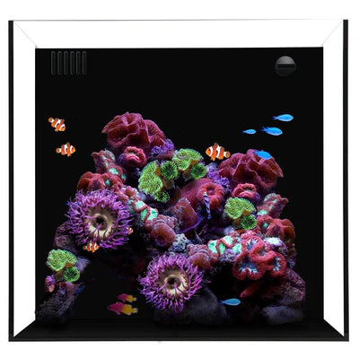 Waterbox Cube 10 Aquarium