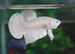 Platinum White Plakat Betta - Male