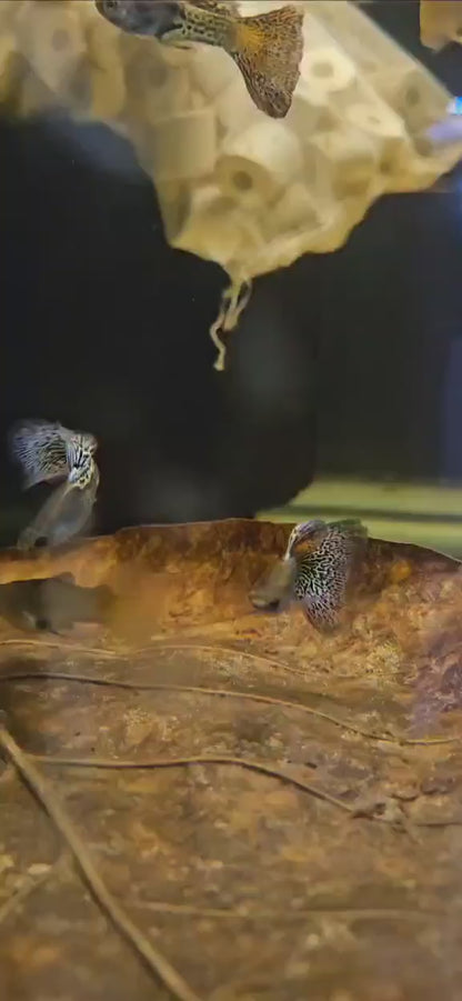 Metal Coral Lace Guppy Trios
