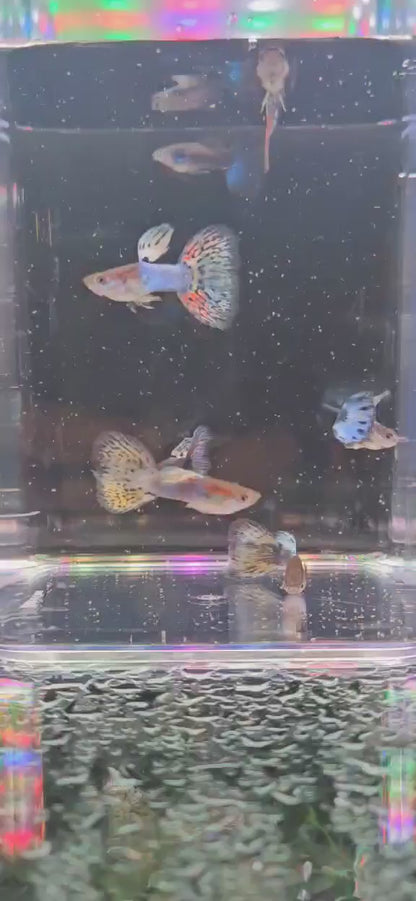 Japan Blue Purple Mosaic - Males