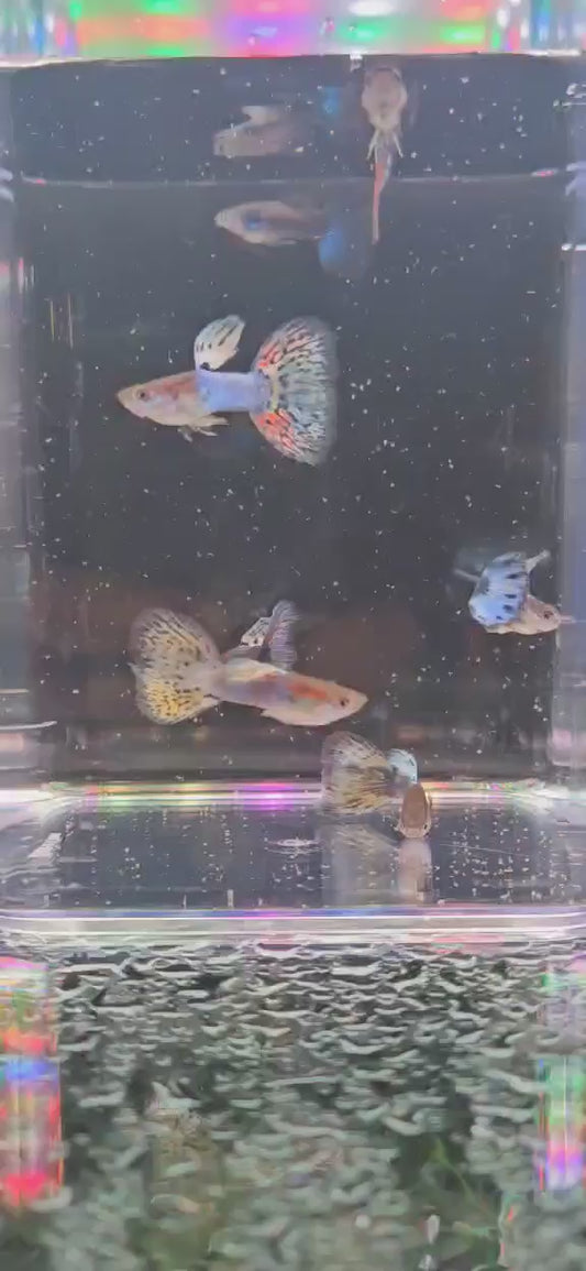 Japan Blue Purple Mosaic - Males