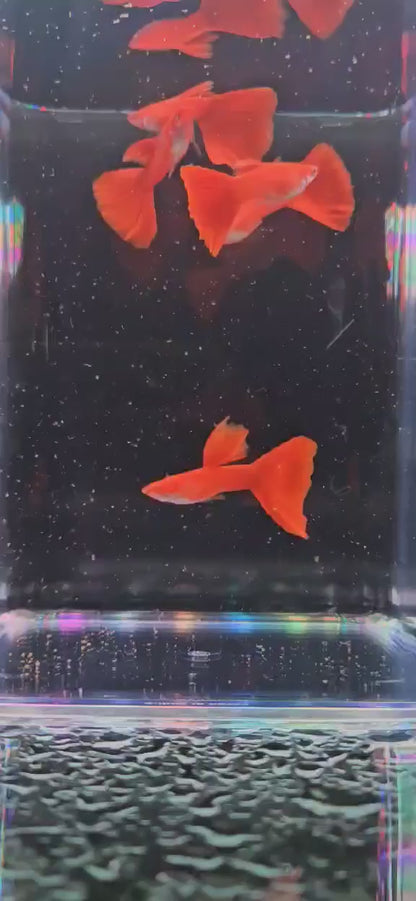 Albino Full Red Guppys - Males only