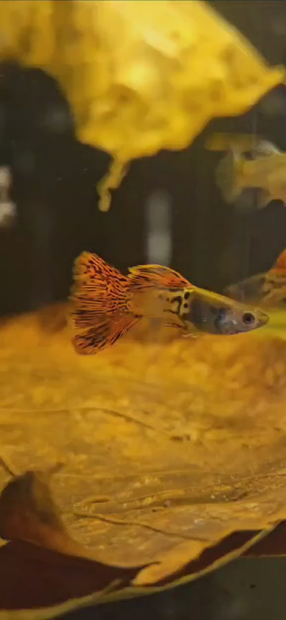 Red Metal Coral Lace Guppy Trios