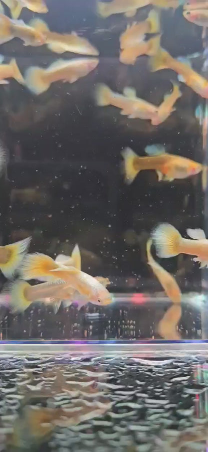 24K Gold Guppys