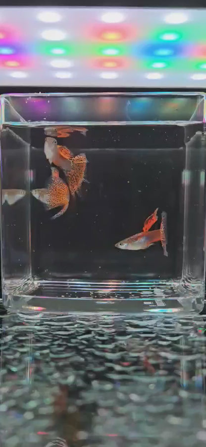 Red Grass Guppys - Males only