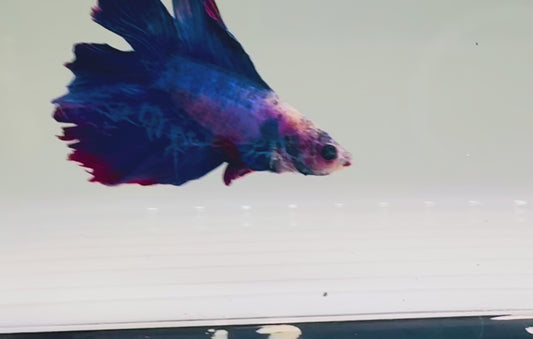 Assorted Long Fin Male Beta