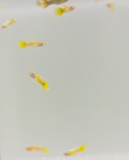 Platinum Gold Tuxedo Guppy - Pairs