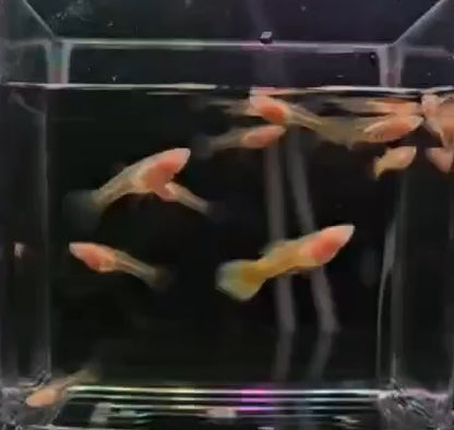 Albino Yellow Glass Belly Guppy - Pairs