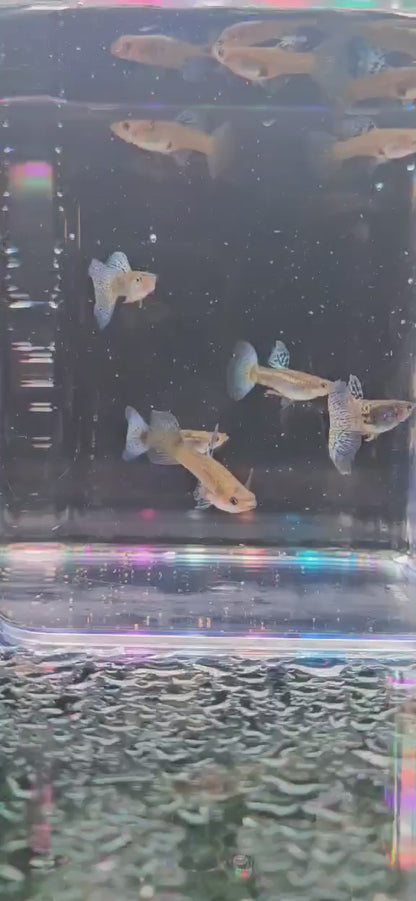 Purple Grass Guppy- Trios