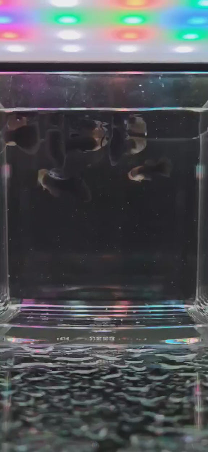 Half Black tuxedo Guppy Pairs