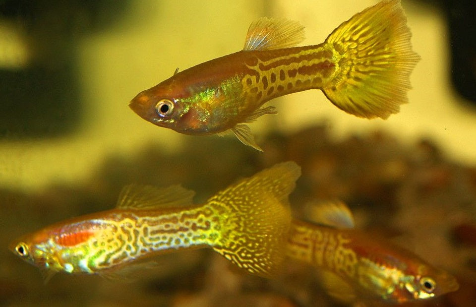 Golden Snakeskin Guppy - Male