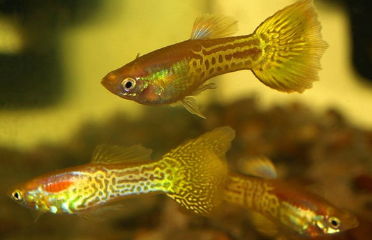 Golden Snakeskin Guppy - Male