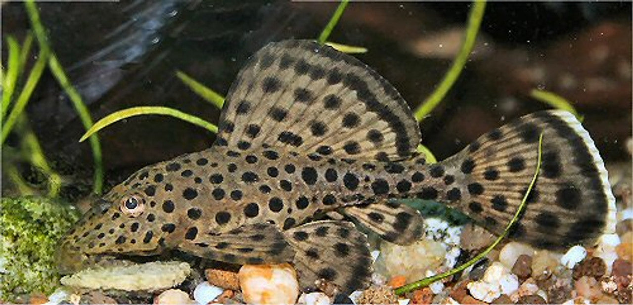 Imperial Ranger Pleco