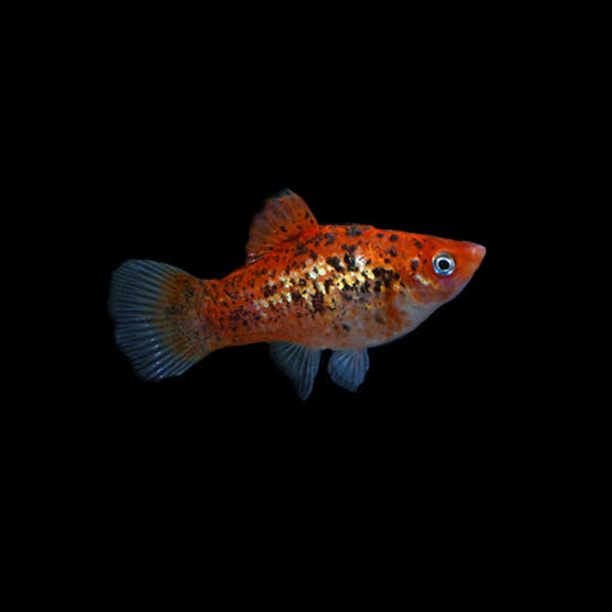 Red Calico Platy (Xiphophorus maculatus)