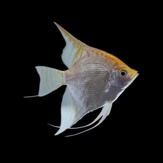 Red Cap Diamond Angelfish (Pterophyllum scalare)