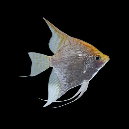 Red Cap Diamond Angelfish (Pterophyllum scalare)