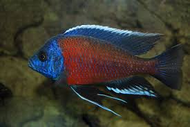 Kadango African Cichlid 10–12cm – NZ Breed