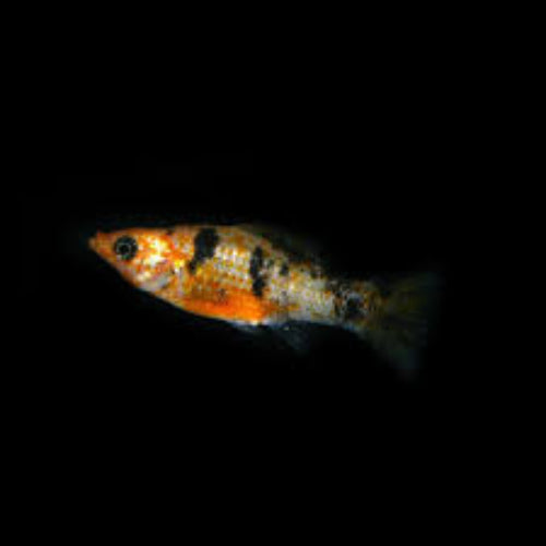 Red Leopard Molly  (Poecilia sphenops)